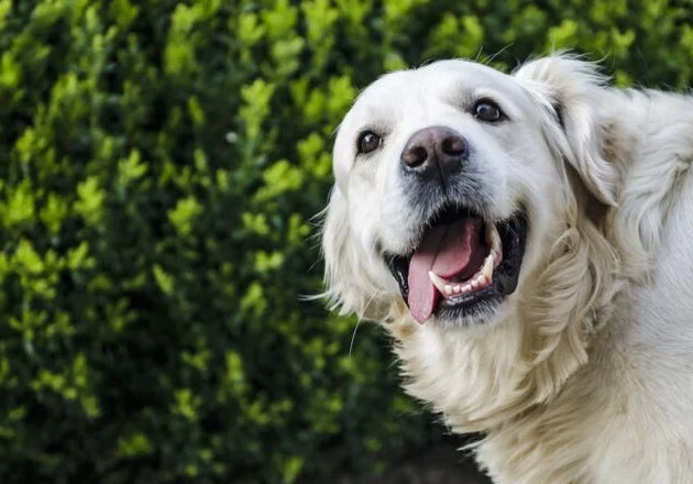 The Benefits of Bentonite Clay for Dogs (And Why We Use It)