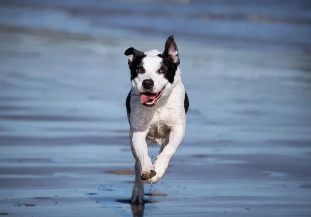 Relieving Your Pet’s Arthritis