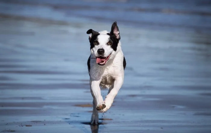 Relieving Your Pet’s Arthritis