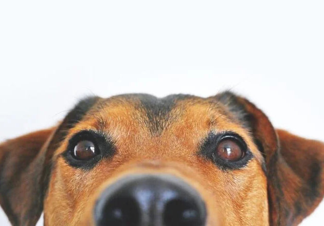 Is Diatomaceous Earth Safe for Dogs?