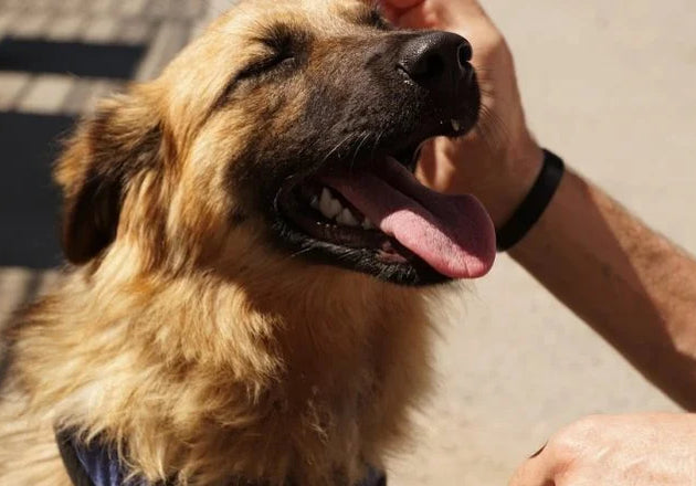 What Causes Bad Breath in Dogs and What to Do