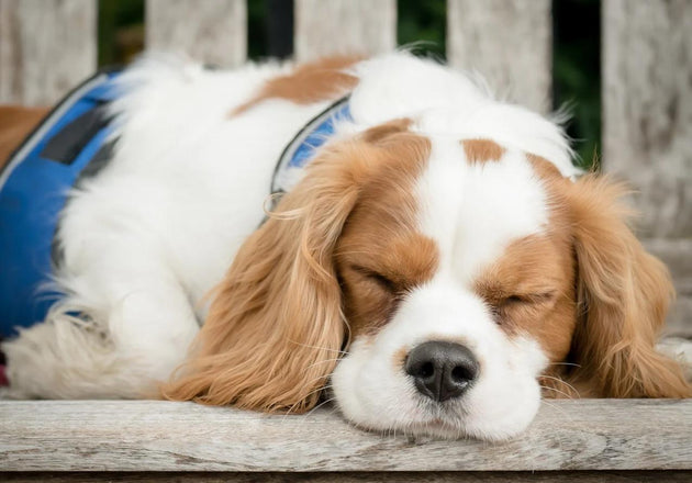 Calming Treats For Pet Anxiety