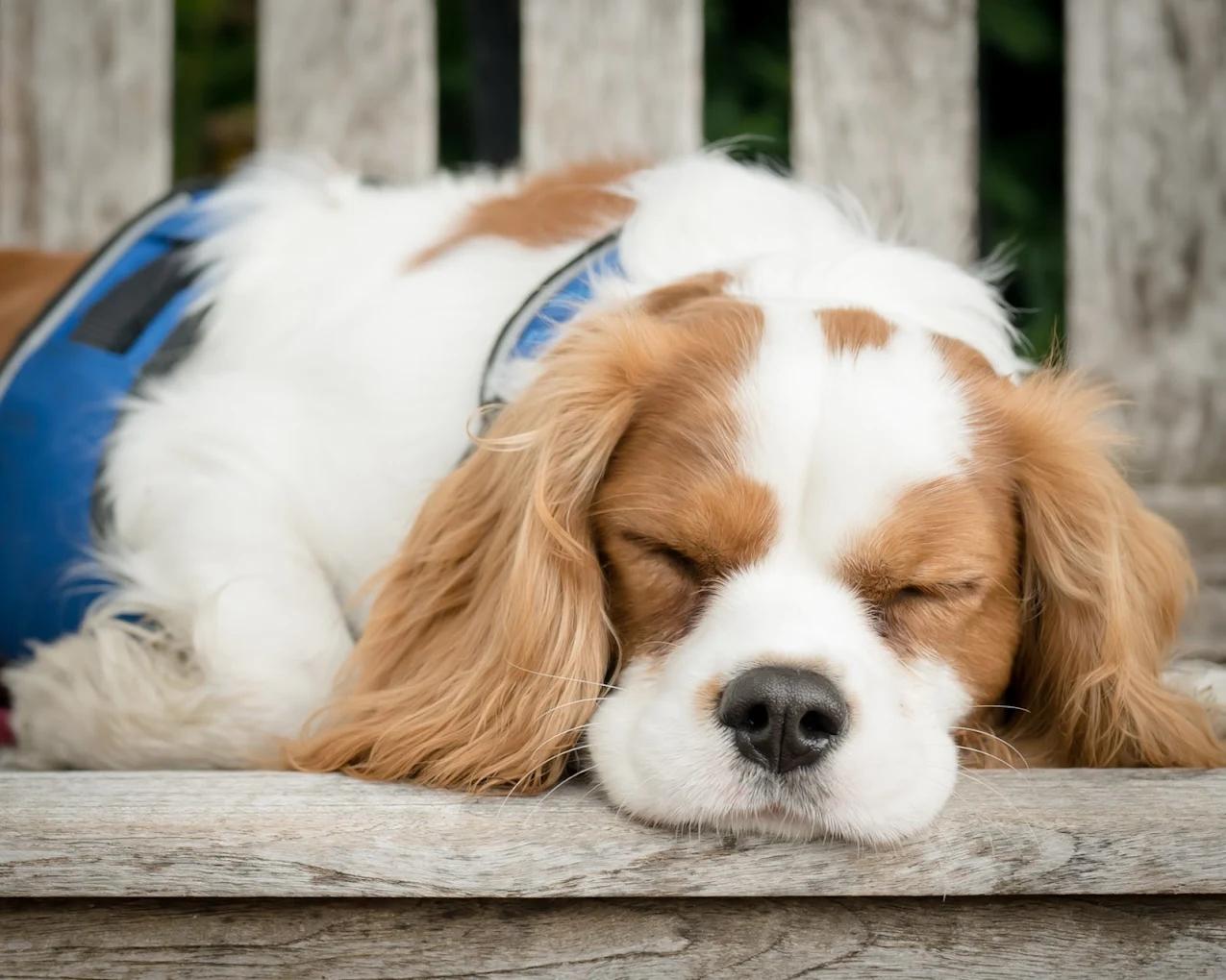 Calming Treats For Pet Anxiety